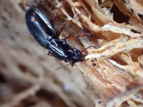Pterostichus pinguedineus - photo 3
