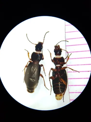 Pterostichus pinguedineus - photo 4