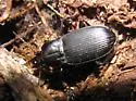 Pterostichus planctus - photo 2