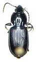 Pterostichus praetermissus