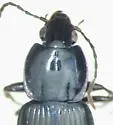 Pterostichus praetermissus - photo 2