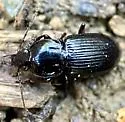 Pterostichus praetermissus - photo 3