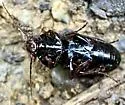 Pterostichus praetermissus - photo 4