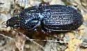 Pterostichus praetermissus - photo 5