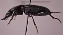 Pterostichus protractus - photo 2