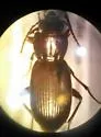 Pterostichus protractus - photo 3