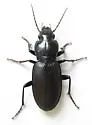 Pterostichus protractus - photo 4