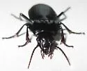 Pterostichus protractus - photo 5