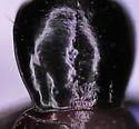 Pterostichus pumilus - Pterostichus pumilus