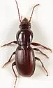 Pterostichus pumilus - photo 2