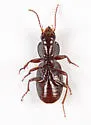 Pterostichus pumilus - photo 3