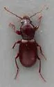 Pterostichus pumilus - photo 4