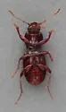 Pterostichus pumilus - photo 5