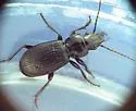 Pterostichus punctatissimus - photo 2