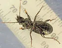 Pterostichus punctatissimus - photo 3