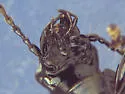 Pterostichus punctatissimus - photo 4