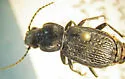 Pterostichus punctatissimus - photo 5