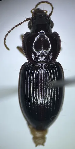 Pterostichus punctiventris - Pterostichus punctiventris