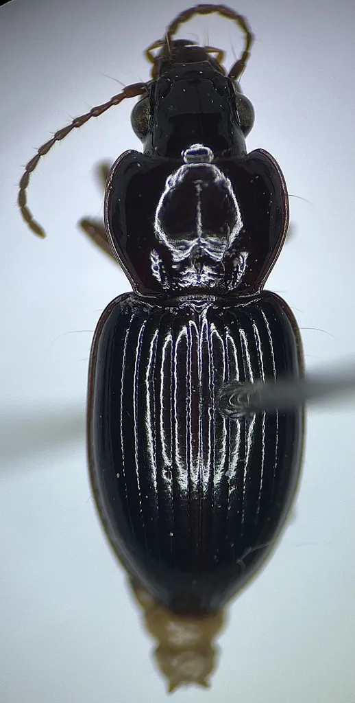 Pterostichus punctiventris - photo 2