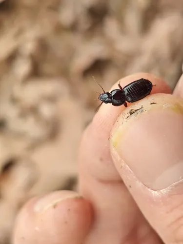 Pterostichus punctiventris - photo 3