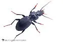 Pterostichus relictus - photo 2