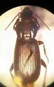 Pterostichus restrictus - photo 2