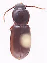 Pterostichus restrictus - photo 3