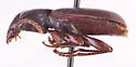 Pterostichus restrictus - photo 4