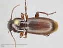 Pterostichus restrictus - photo 5