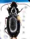 Pterostichus riparius - photo 2