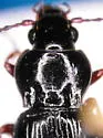 Pterostichus riparius - photo 3