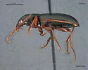 Pterostichus riparius - photo 5