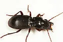 Pterostichus rostratus - Pterostichus rostratus