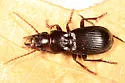 Pterostichus rostratus - photo 2
