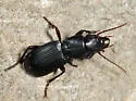 Pterostichus rostratus - photo 3