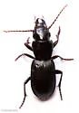 Pterostichus rostratus - photo 4