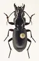 Pterostichus rostratus - photo 5
