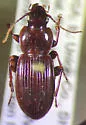 Pterostichus sayanus - Pterostichus sayanus