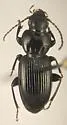 Pterostichus sayanus - photo 2