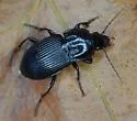 Pterostichus sculptus - photo 2