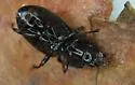 Pterostichus sculptus - photo 3