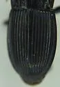 Pterostichus sculptus - photo 4