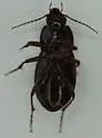 Pterostichus sculptus - photo 5