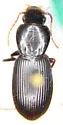 Pterostichus sphodrinus