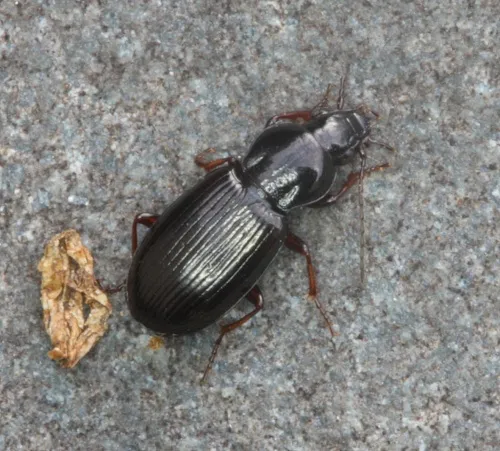 Pterostichus strenuus - photo 2