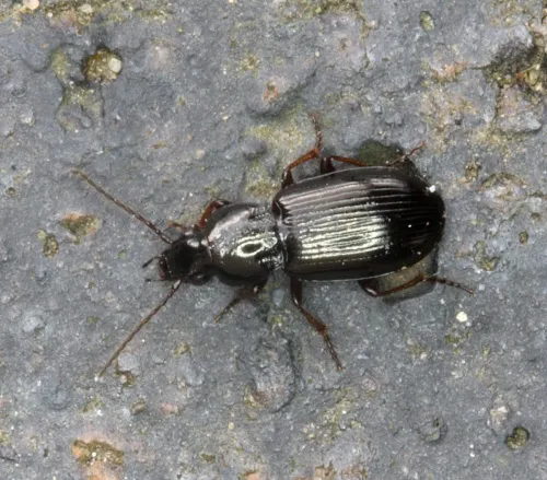 Pterostichus strenuus - photo 3