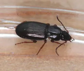 Pterostichus strenuus - photo 4