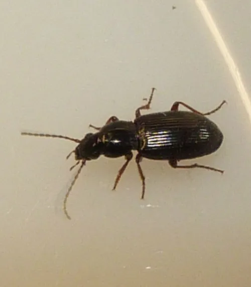 Pterostichus strenuus - photo 5