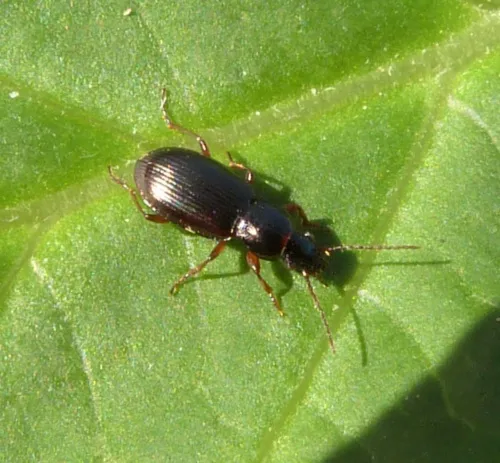 Pterostichus strenuus - photo 6