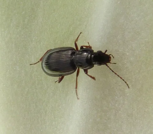 Pterostichus strenuus - photo 7